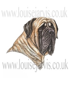 english mastiff dog pen and watercolour for 