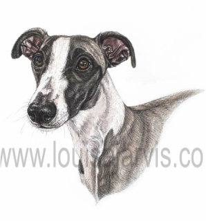 whippet dog pen and watercolour for 