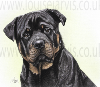 rottweiler rottie dog pen and watercolour for 