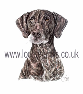 german shorthaired pointer pen and watercolour pet portrait by louise jarvis art, scottish animal artist