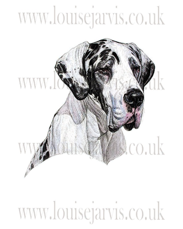 great dane commissioned portrait by Louise Jarvis Art scottish animal artist, pet portraits, dog portraits, commission a portrait, crufts, animal artist, scotland, uk 