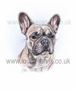 french bulldog pen and watercolour pet portrait by louise jarvis art, scottish animal artist