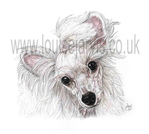 chinese crested commissioned portrait by Louise Jarvis Art scottish animal artist, pet portraits, dog portraits, commission a portrait, crufts, animal artist, scotland, uk 