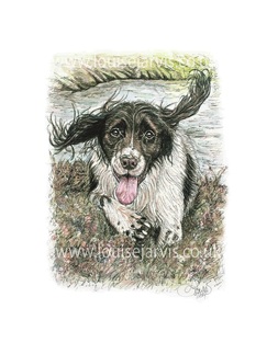 springer spaniel commissioned portrait by Louise Jarvis Art scottish animal artist, pet portraits, dog portraits, commission a portrait, crufts, animal artist, scotland, uk 