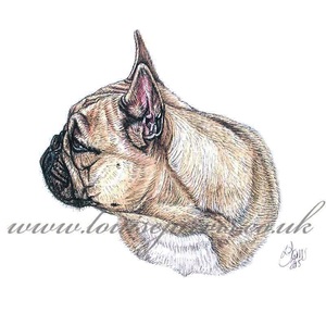 french bulldog frenchie, commissioned portrait by Louise Jarvis Art scottish animal artist, pet portraits, dog portraits, commission a portrait, crufts, animal artist, scotland, uk 