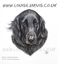 flatcoat retriever commissioned portrait by Louise Jarvis Art scottish animal artist, pet portraits, dog portraits, commission a portrait, crufts, animal artist, scotland, uk 