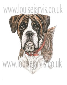 boxer dog pen and watercolour for 