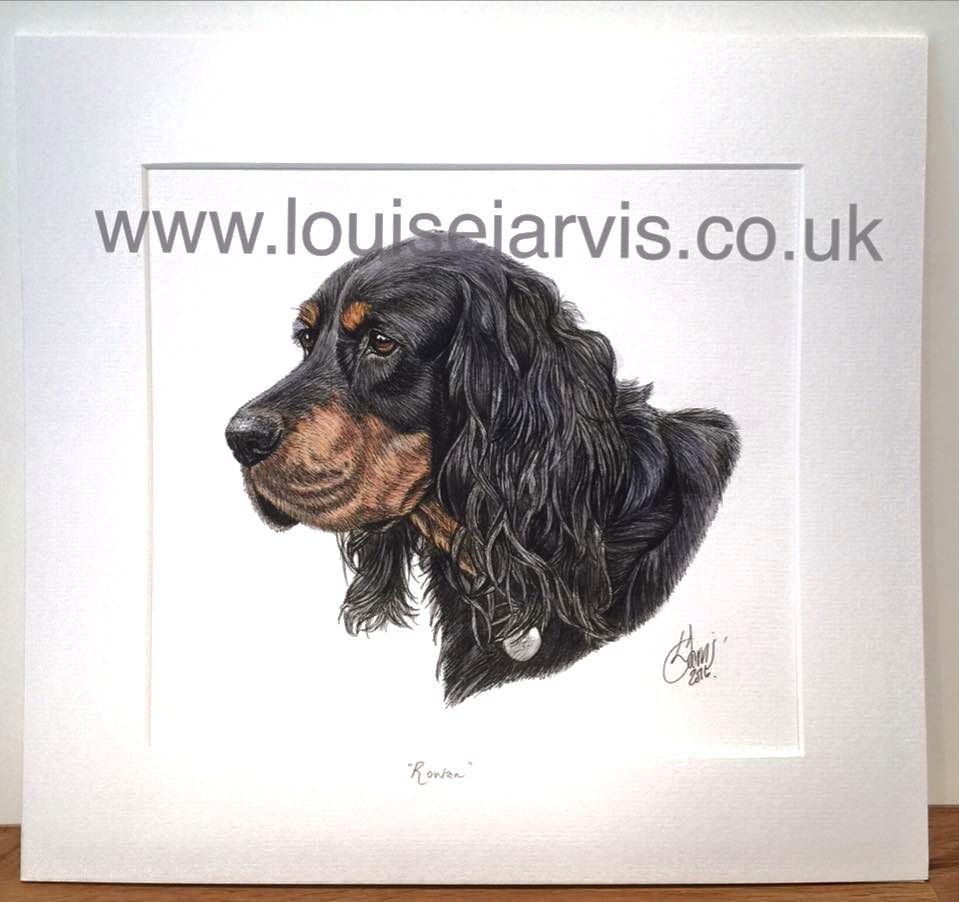 commissioned pen and watercolour and ink portrait by Louise Jarvis Art scottish animal artist, pet portraits, dog portraits, commission a portrait, crufts, animal artist, perthshire, scotland, uk Picture