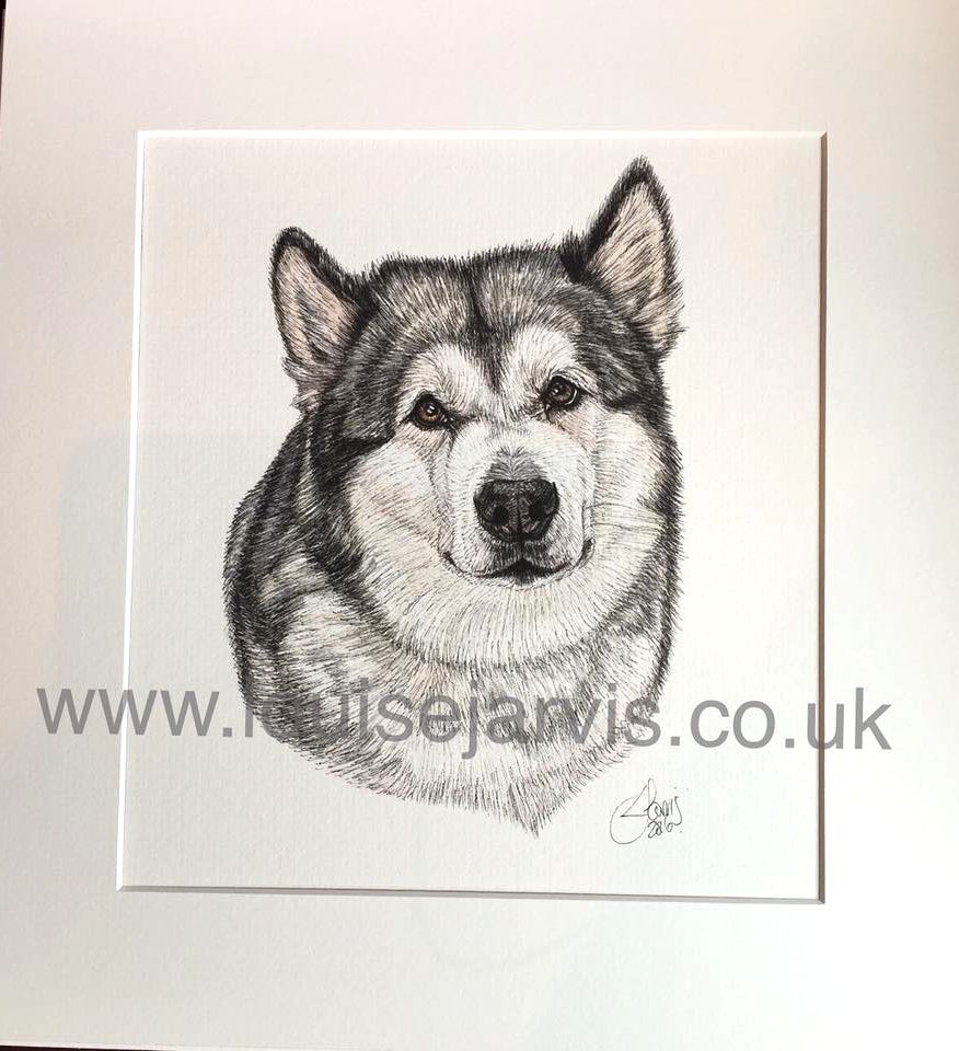 alaskan malamute commissioned pen and watercolour and ink portrait by Louise Jarvis Art scottish animal artist, pet portraits, dog portraits, commission a portrait, crufts, top best animal artist, perthshire scotland, uk Picture