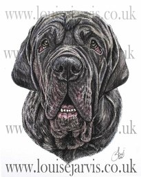 neopolitan mastiff commissioned pen and watercolour and ink portrait by Louise Jarvis Art scottish animal artist, pet portraits, dog portraits, commission a portrait, crufts, top best animal artist, perthshire scotland, uk Picture