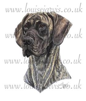 selmalda great dane commissioned pen and watercolour and ink portrait by Louise Jarvis Art scottish animal artist, pet portraits, dog portraits, commission a portrait, crufts, animal artist, scotland, uk Picture