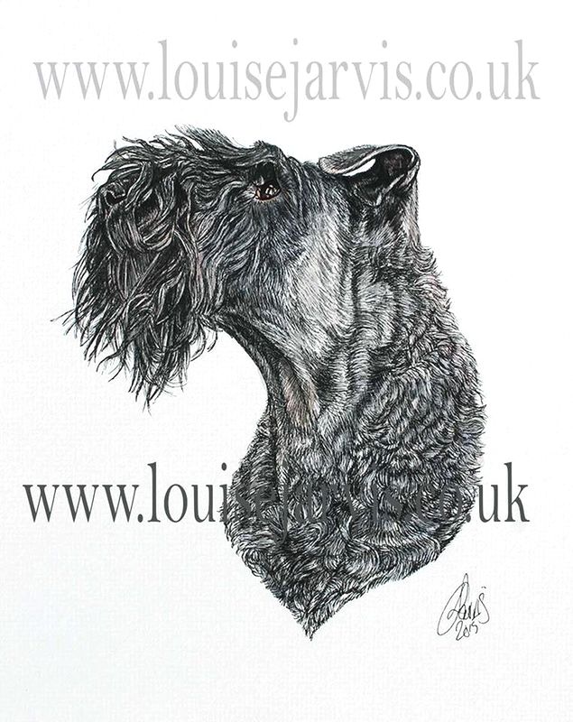 kerry blue terrier commissioned portrait by Louise Jarvis Art scottish animal artist, pet portraits, dog portraits, commission a portrait, crufts, animal artist, scotland, uk 