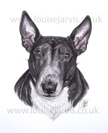 english bull terrier pen and watercolour pet portrait by louise jarvis art, scottish animal artist