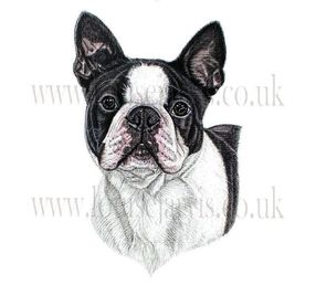 commissioned pen and watercolour and ink portrait by Louise Jarvis Art scottish animal artist, pet portraits, dog portraits, commission a portrait, crufts, top best animal artist, perthshire scotland, uk, boston terrier, Picture