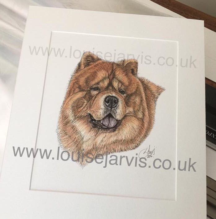 chow chow Picture commissioned pen and watercolour and ink portrait by Louise Jarvis Art scottish animal artist, pet portraits, dog portraits, commission a portrait, crufts, top best animal artist, perthshire scotland, uk 