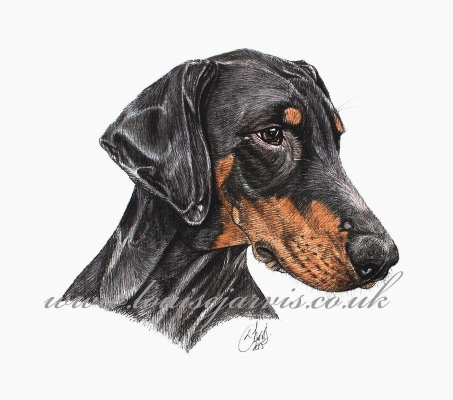 doberman commissioned pen and watercolour and ink portrait by Louise Jarvis Art scottish animal artist, pet portraits, dog portraits, commission a portrait, crufts, top best animal artist, perthshire scotland, uk Picture