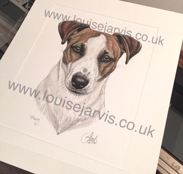 jack russell commissioned pen and watercolour and ink portrait by Louise Jarvis Art scottish animal artist, pet portraits, dog portraits, commission a portrait, crufts, top best animal artist, perthshire scotland, uk, Picture
