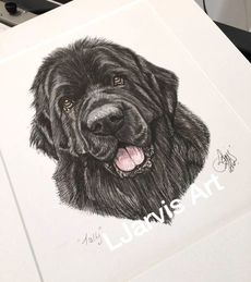 newfoundland commissioned pen and watercolour and ink portrait by Louise Jarvis Art scottish animal artist, pet portraits, dog portraits, commission a portrait, crufts, top best animal artist, perthshire scotland, uk Picture