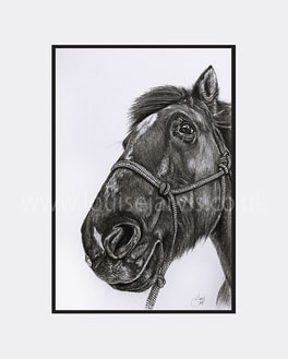 top equine artist, equine art, horse portraits commissioned pen and watercolour and ink portrait by Louise Jarvis Art scottish animal artist, pet portraits, dog portraits, commission a portrait, crufts, top best animal artist, perthshire scotland, uk Picture